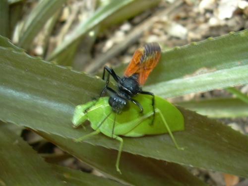 Phaneropterinae